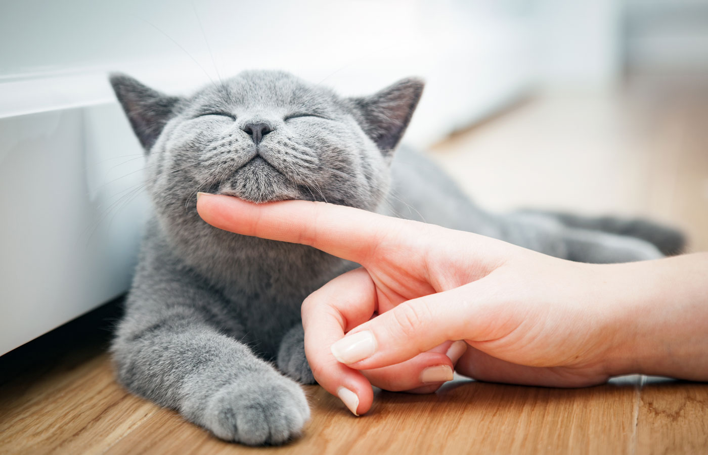 Happy kitten likes being stroked by woman's hand.