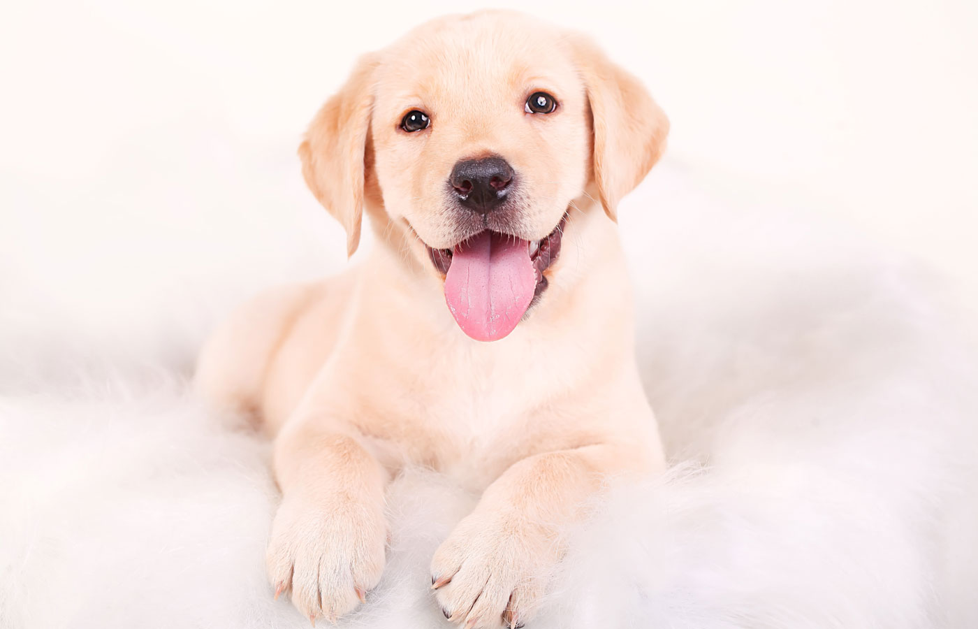 Close up of happy puppy of labrador sitting on the white leather sofa