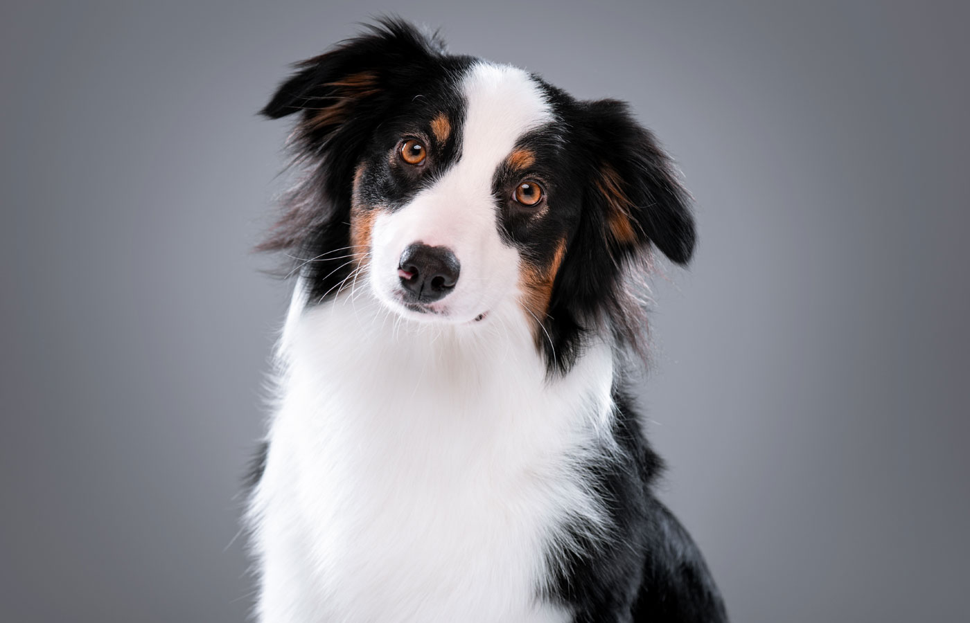 Close up portrait of cute young Australian Shepherd dog on gray background. Beautiful adult Aussie,