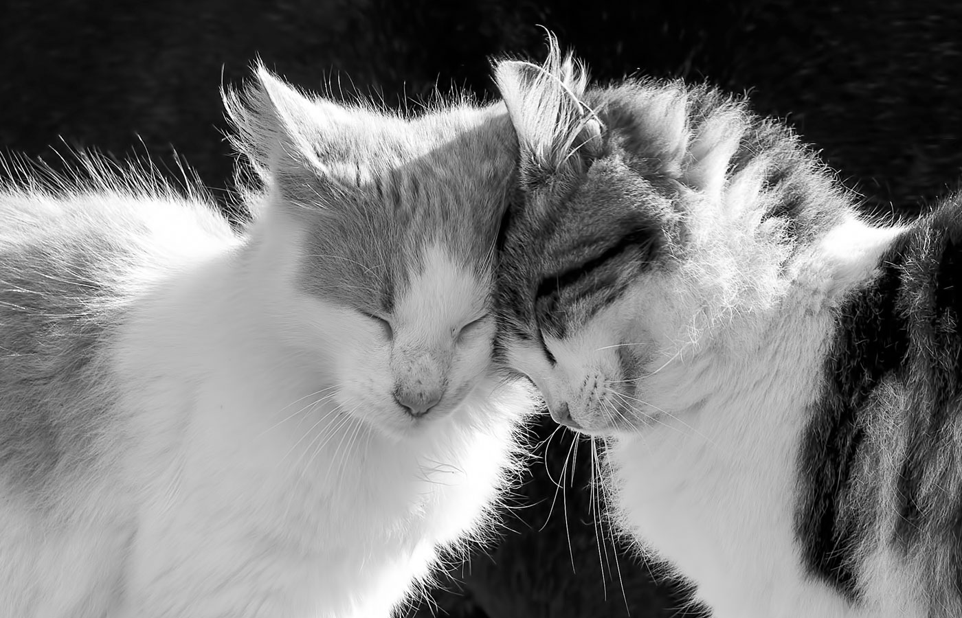 Tender kitties in black and white